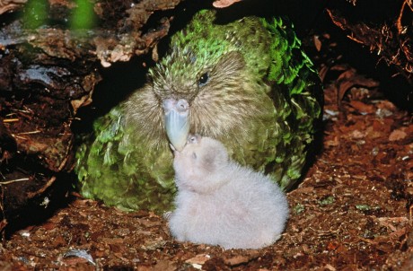 f-kakapo-a-20160430